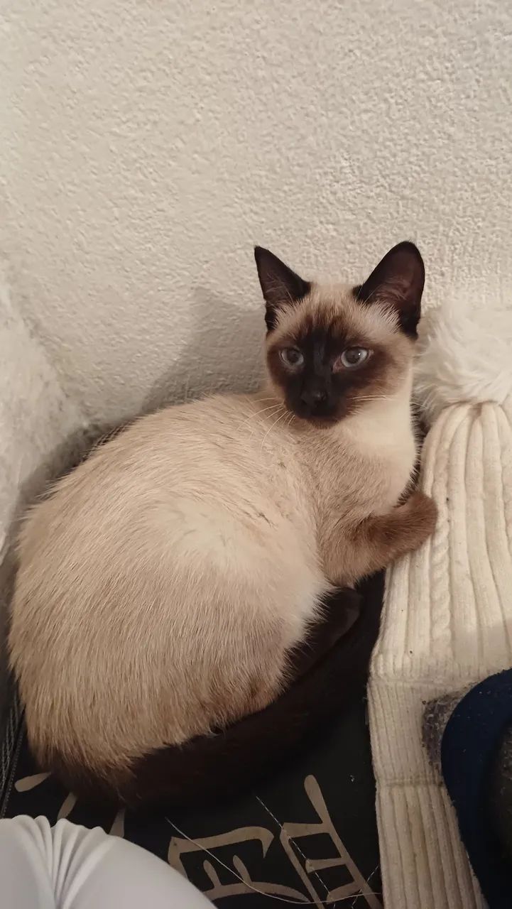 Gatinha para Adoção Responsável