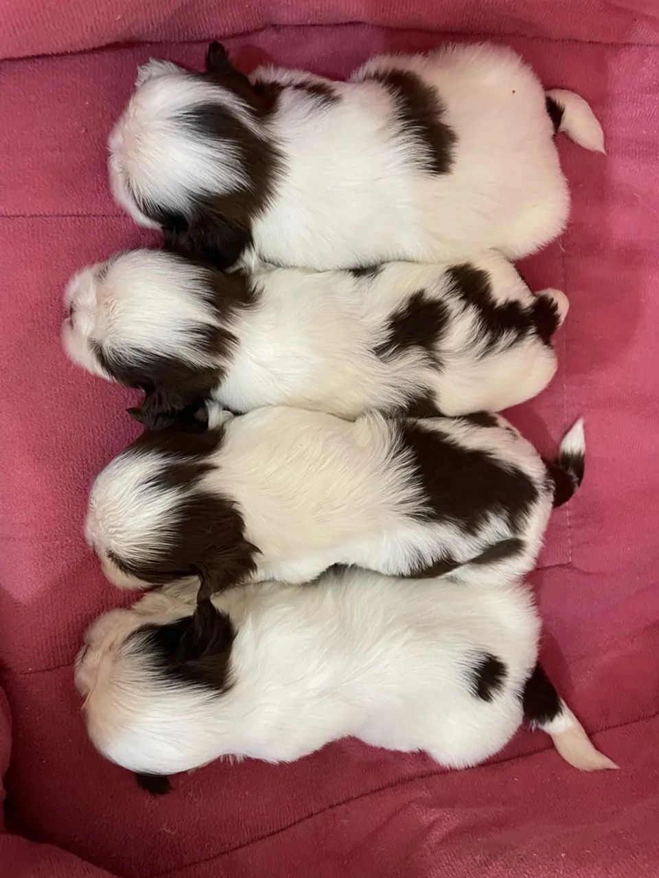 Filhotes de shitzu  - Foto 3