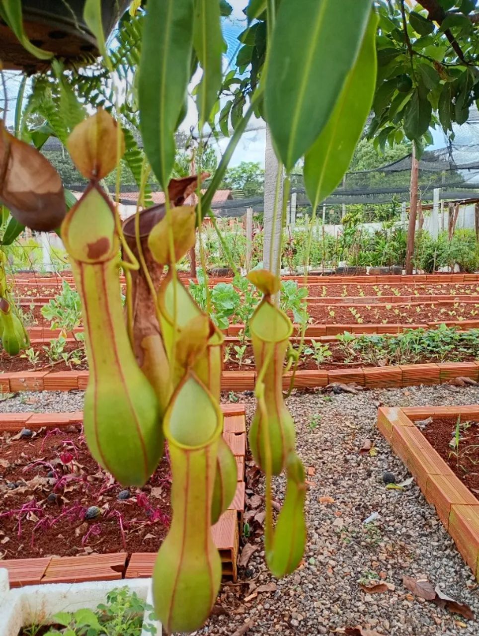 Planta carnívora  - Foto 3
