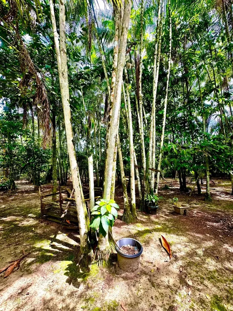 SÍTIO DE 2.500M² COM CASA DE 3 SUÍTES NO CORAÇÃO DE SANTA BÁRBARA - Foto 4