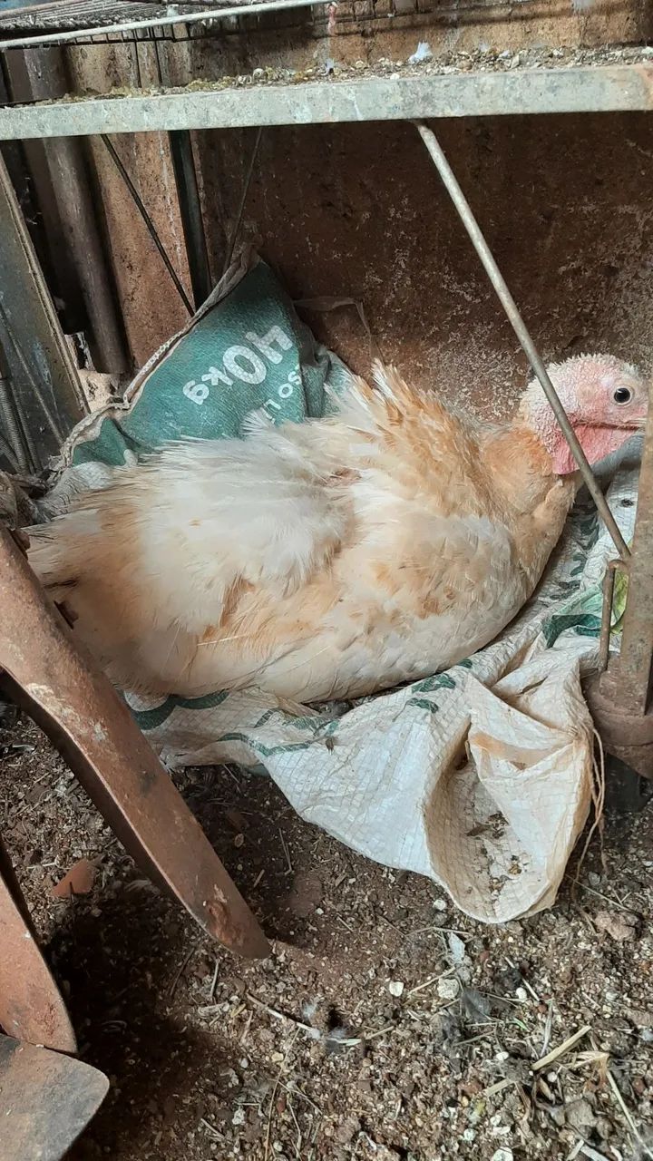 2 casal de perus  - Foto 4