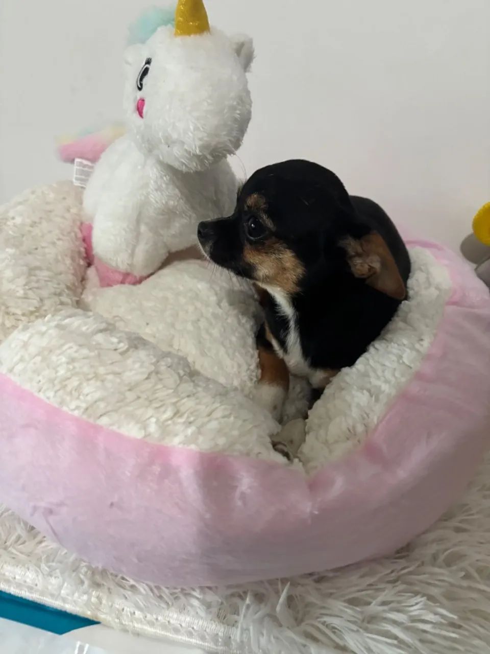 Chihuahua 8 meses  - Foto 4