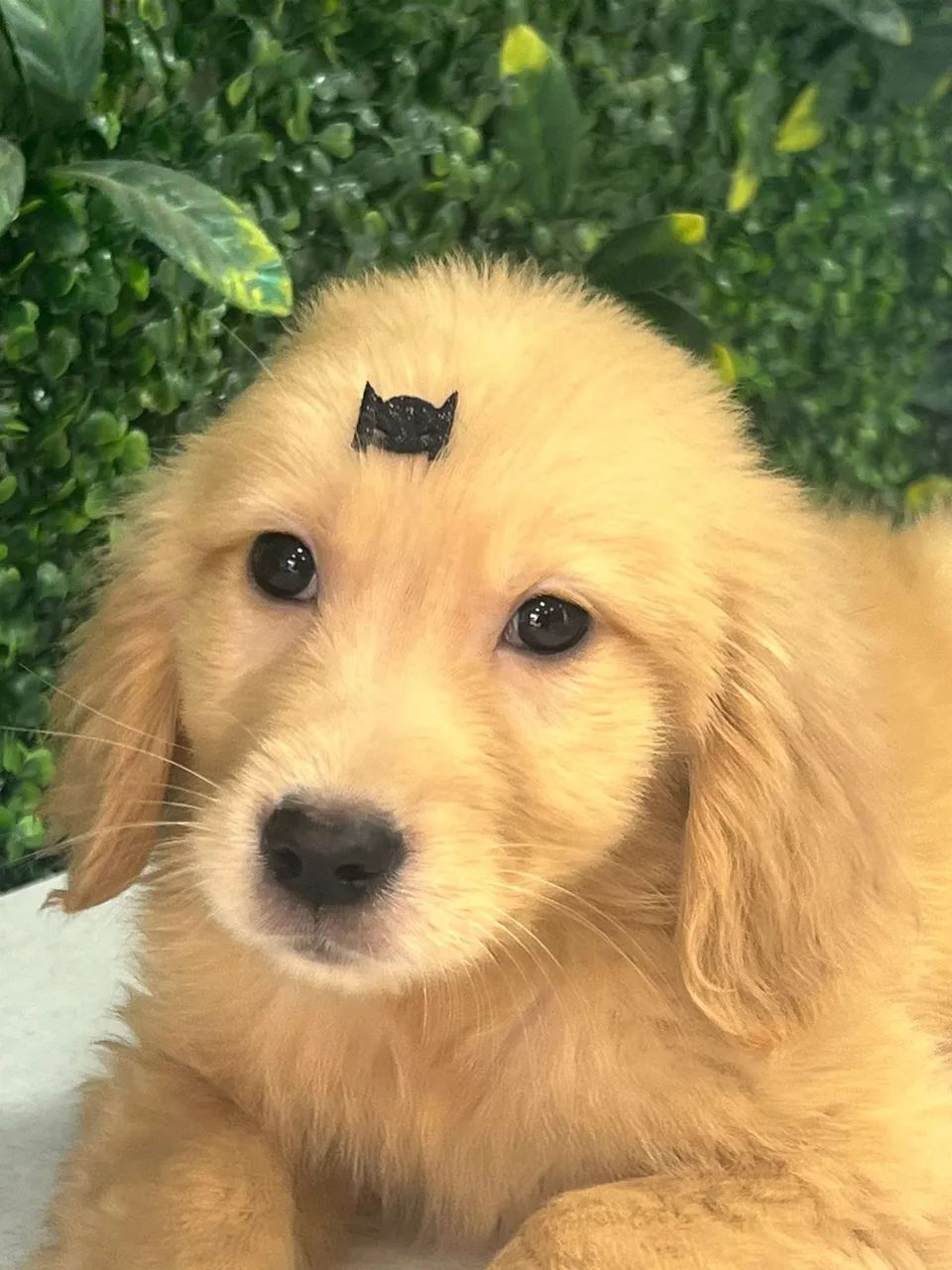 Golden Retriever 