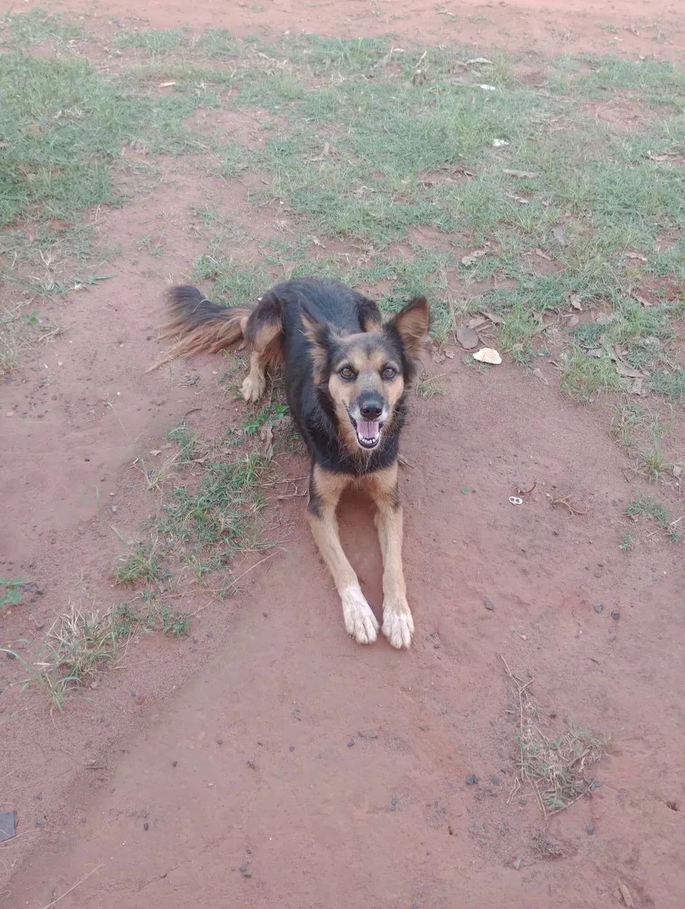 Doação de uma cachorra - Foto 4