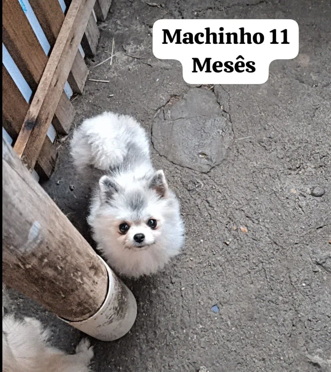 Spitz anão machinho 13 centímetros 