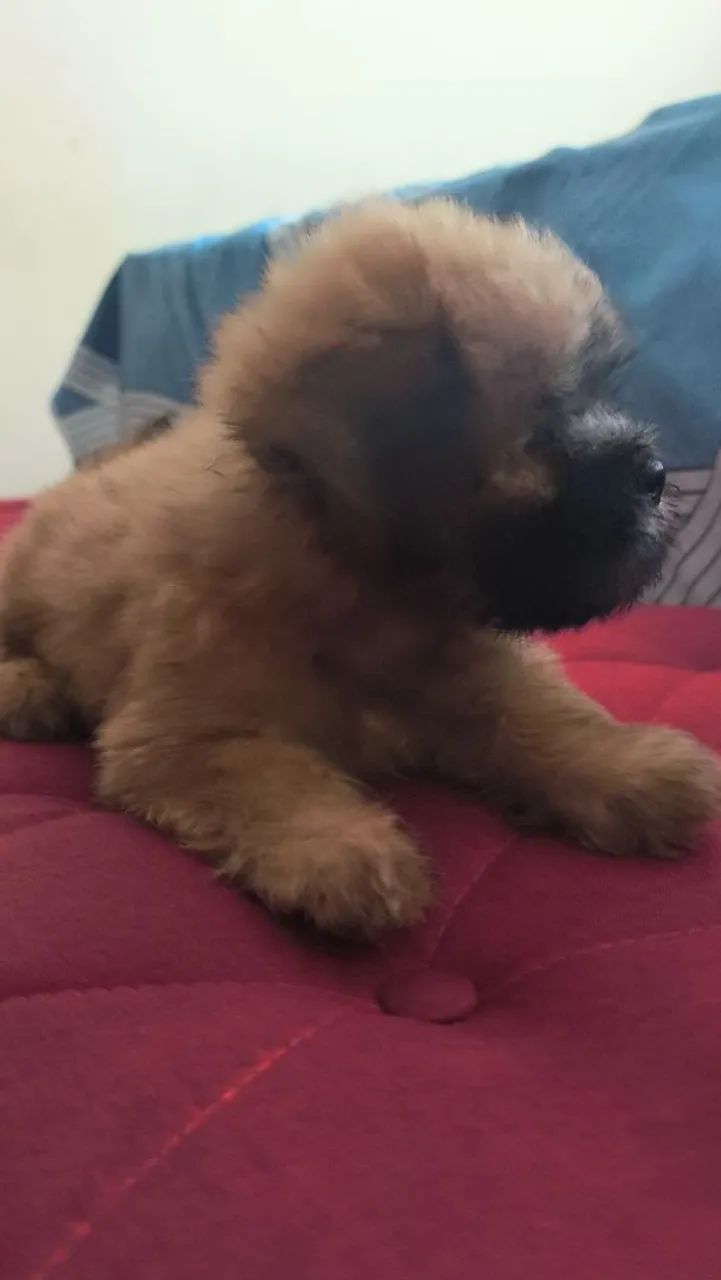 Cachorro  - Foto 4