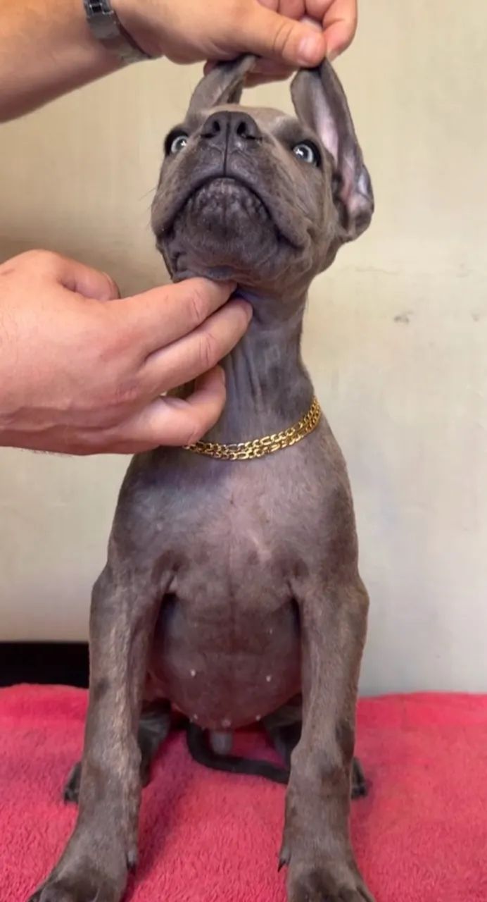 CANE CORSO - Foto 2