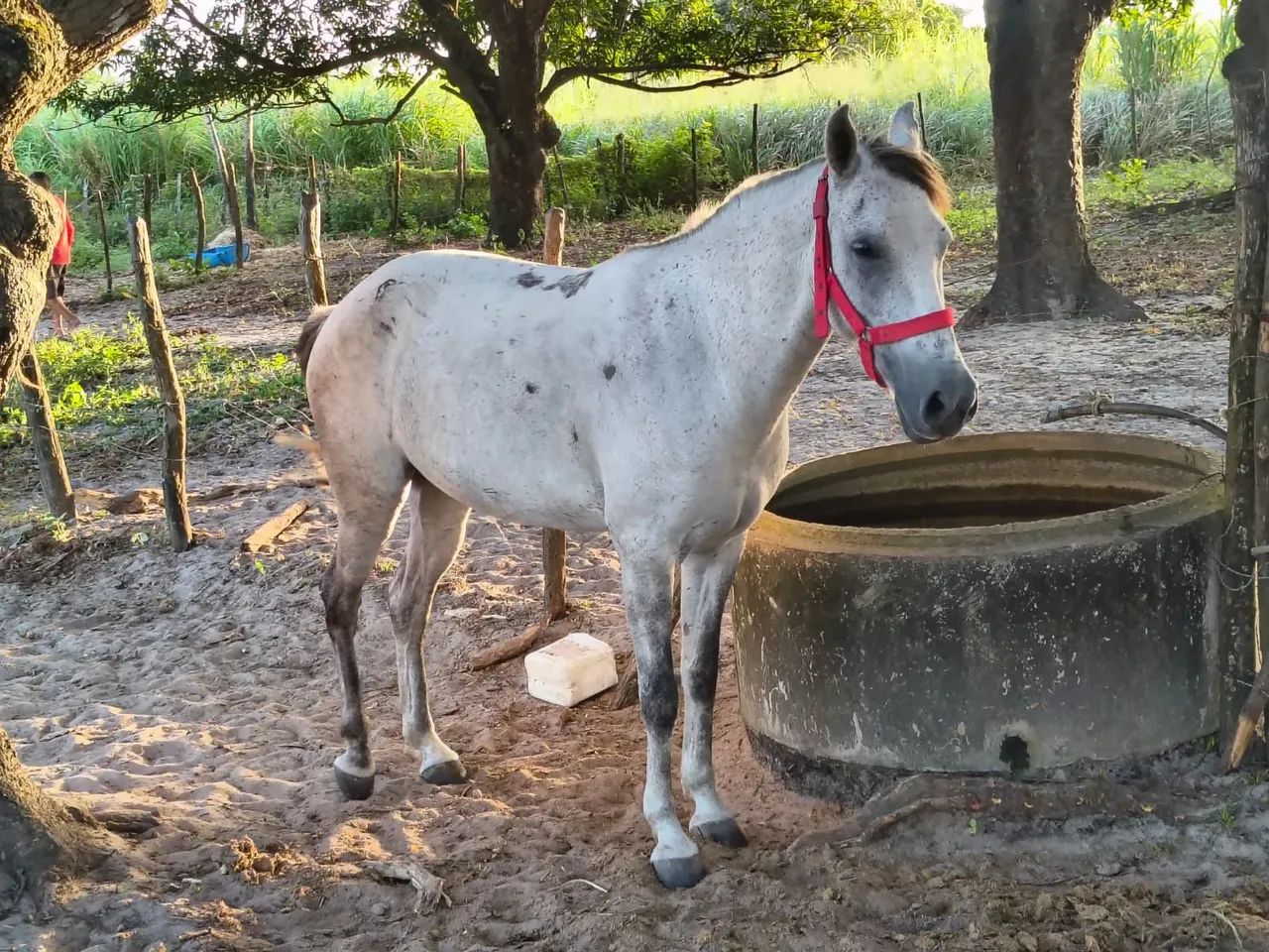 Egua pra vende - Foto 2