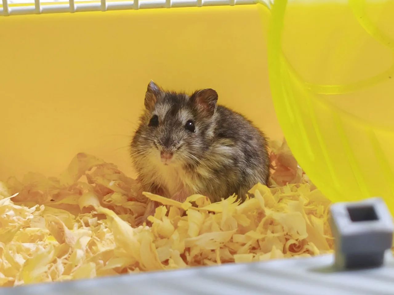 Hamster doação filhote anão russo - Foto 4