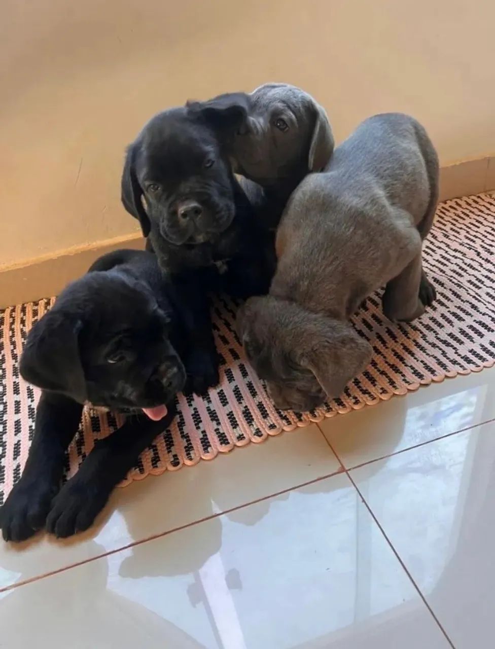 Filhotes de Cane Corso 
