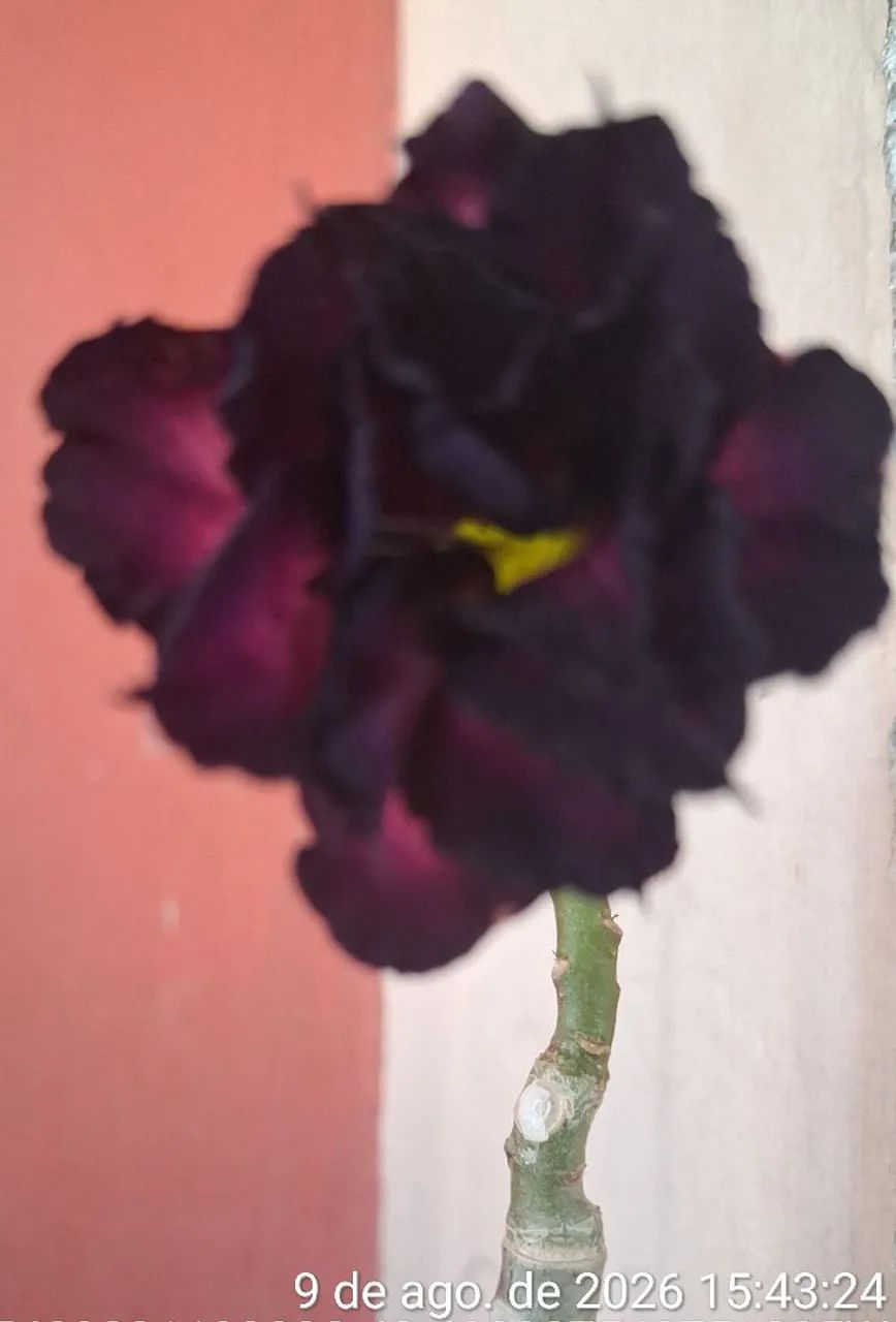 Rosa do deserto roxa  - Foto 5