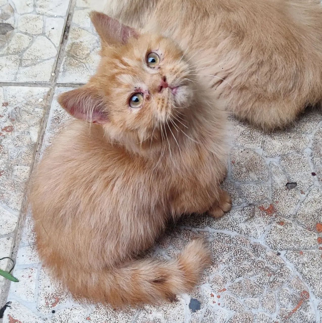  GATO PERSA 