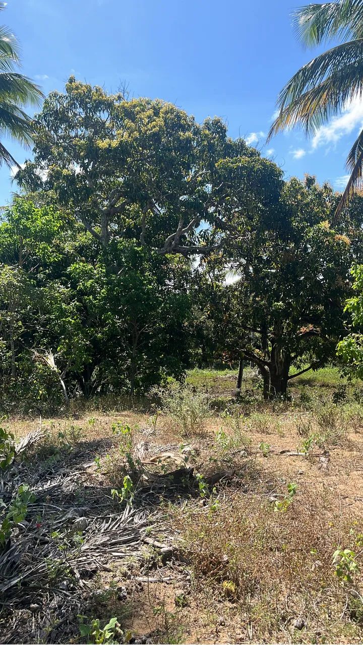 Foto - Piaçabuçu - 