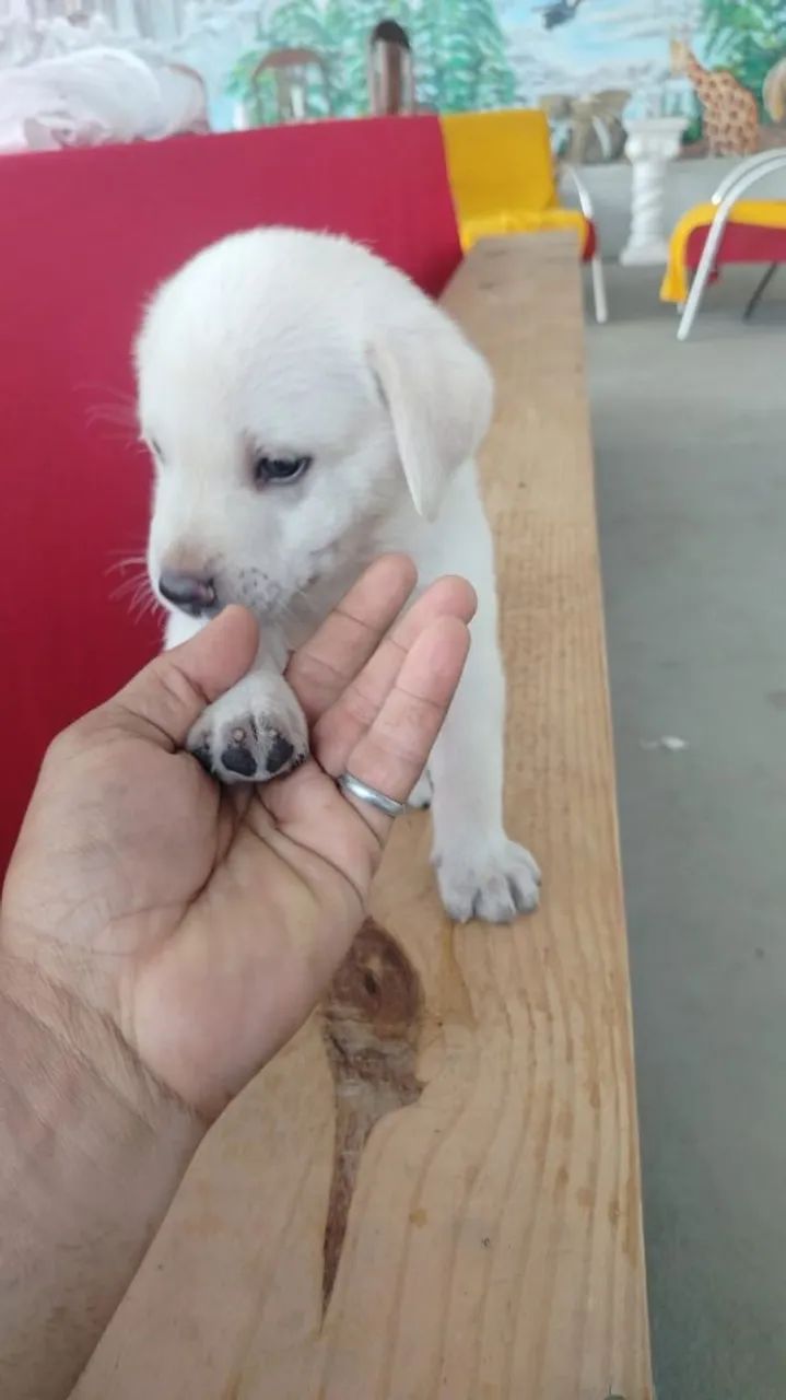 Filhote de labrador 