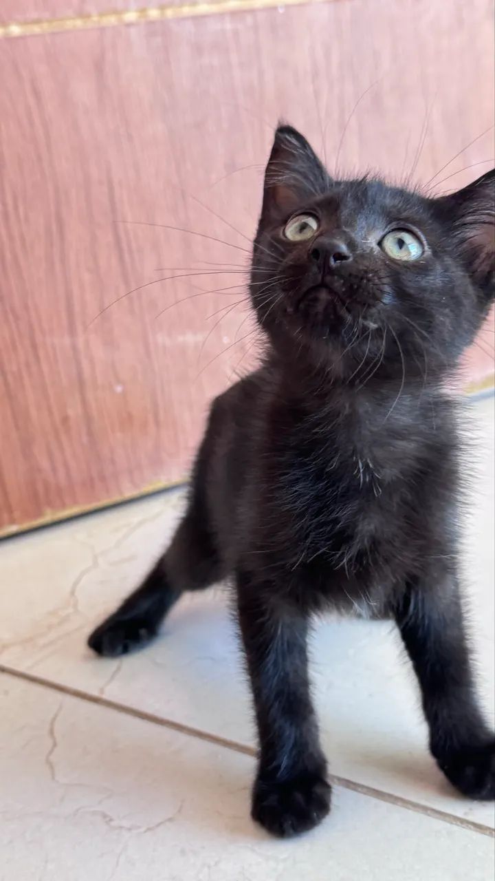 Gato - Foto 2