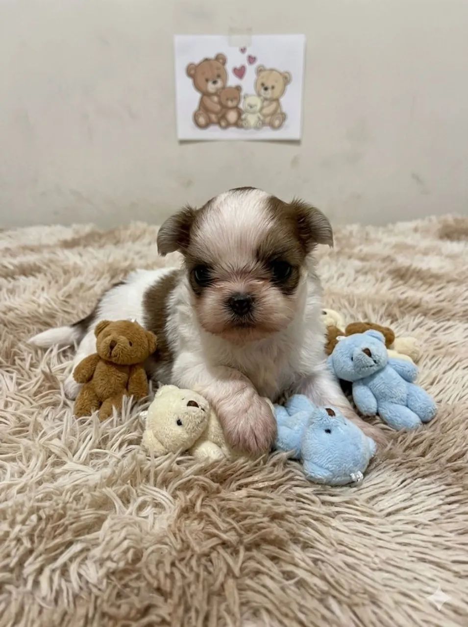 Shih Tzu