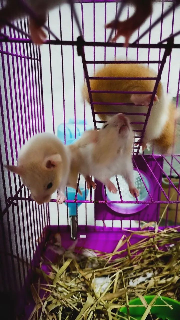 Hamster Sirio  - Foto 2