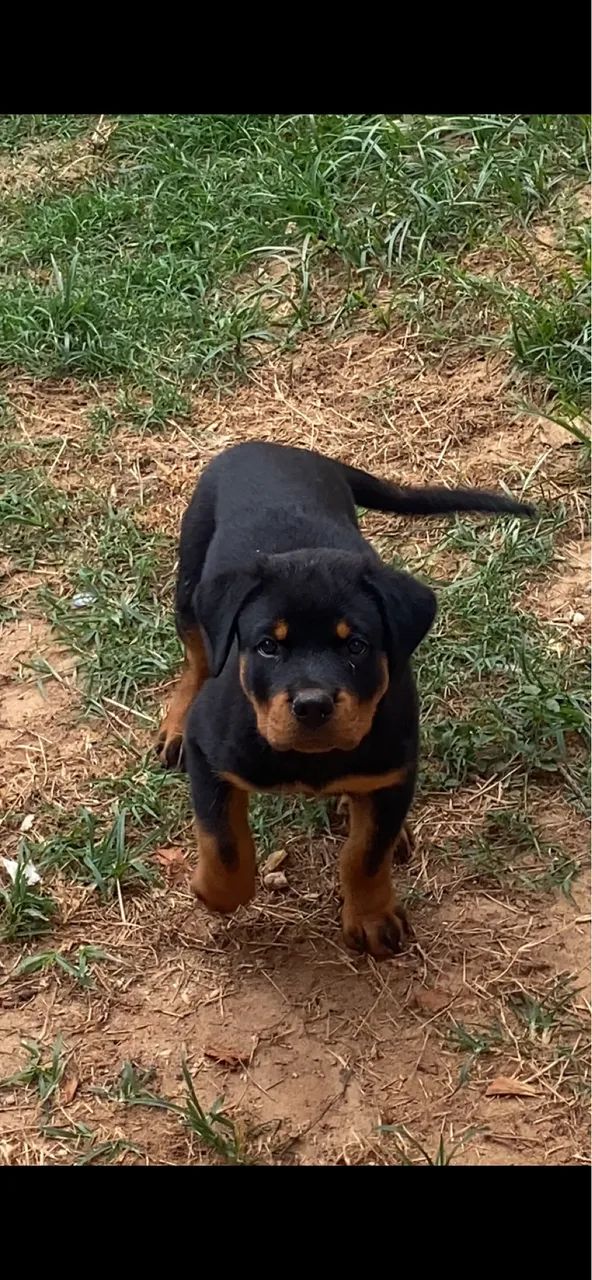 Filhote de Rottweiler 