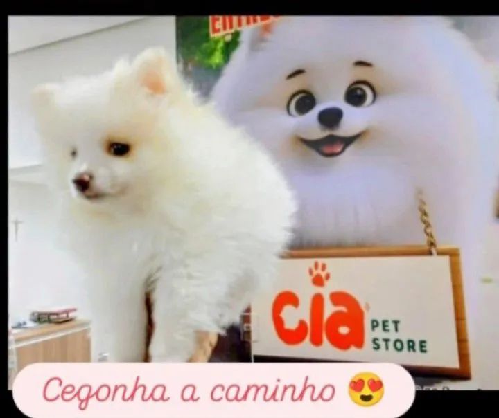 Spitz alemão fêmea 