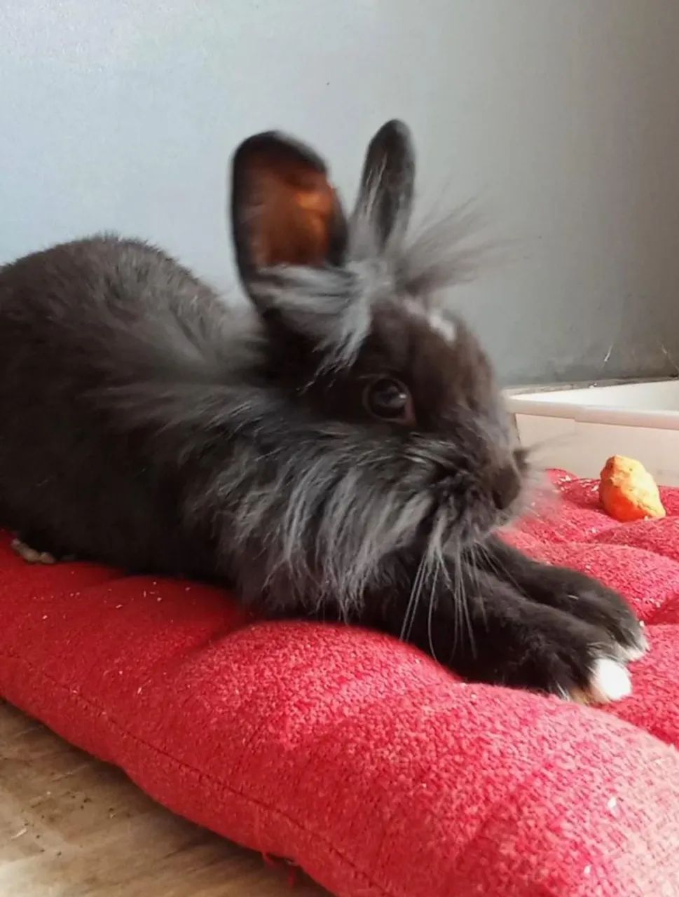 Coelha Lion Head - Foto 2