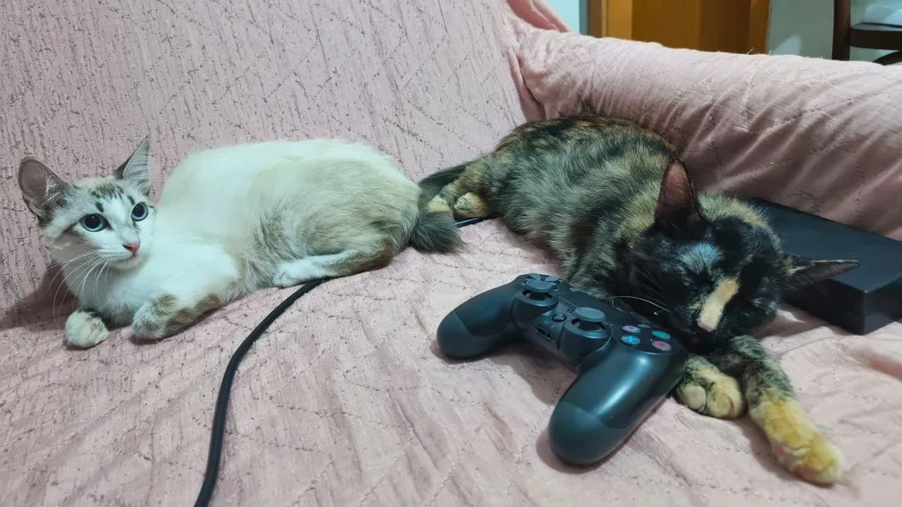 Doa-se essa gatinha de 8 meses.  - Foto 4
