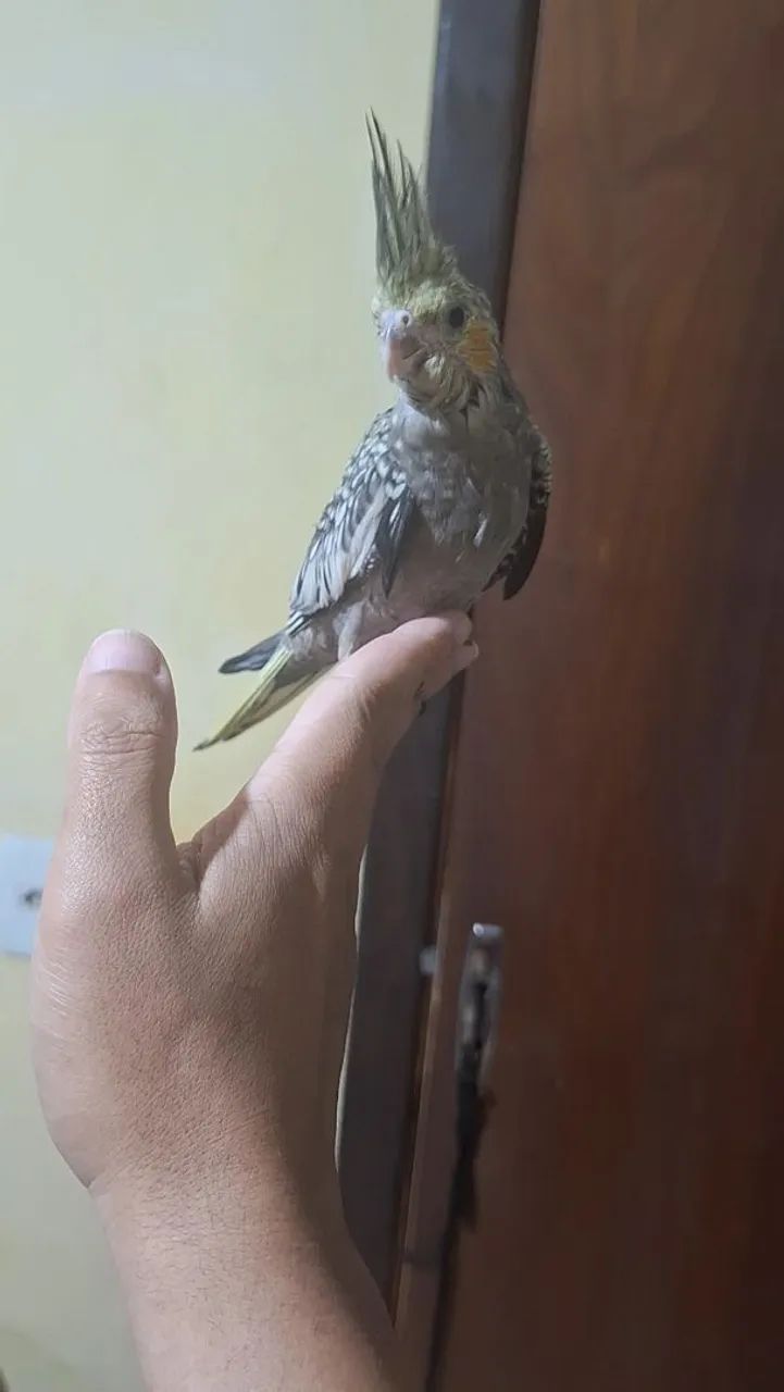 Vendo - Foto 2