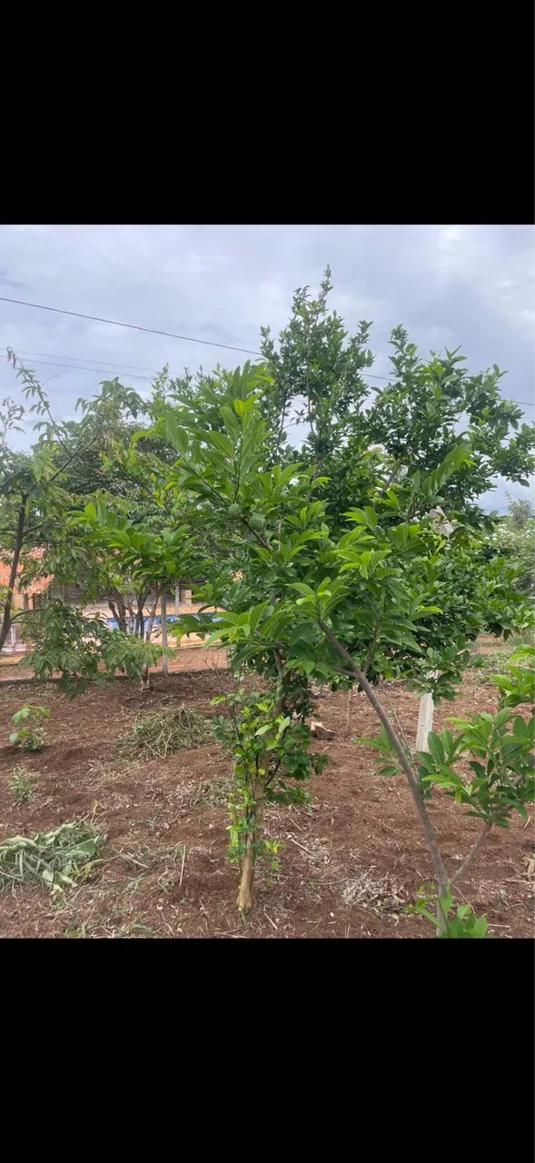CHÁCARA BONFINÓPOLIS  - Foto 2