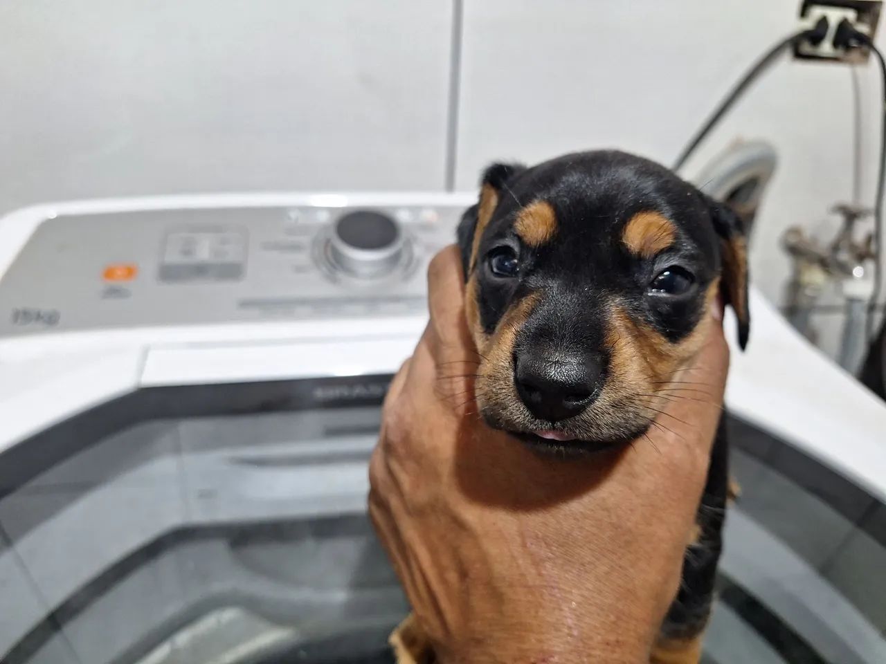 Dachshund ou salsicha  - Foto 2
