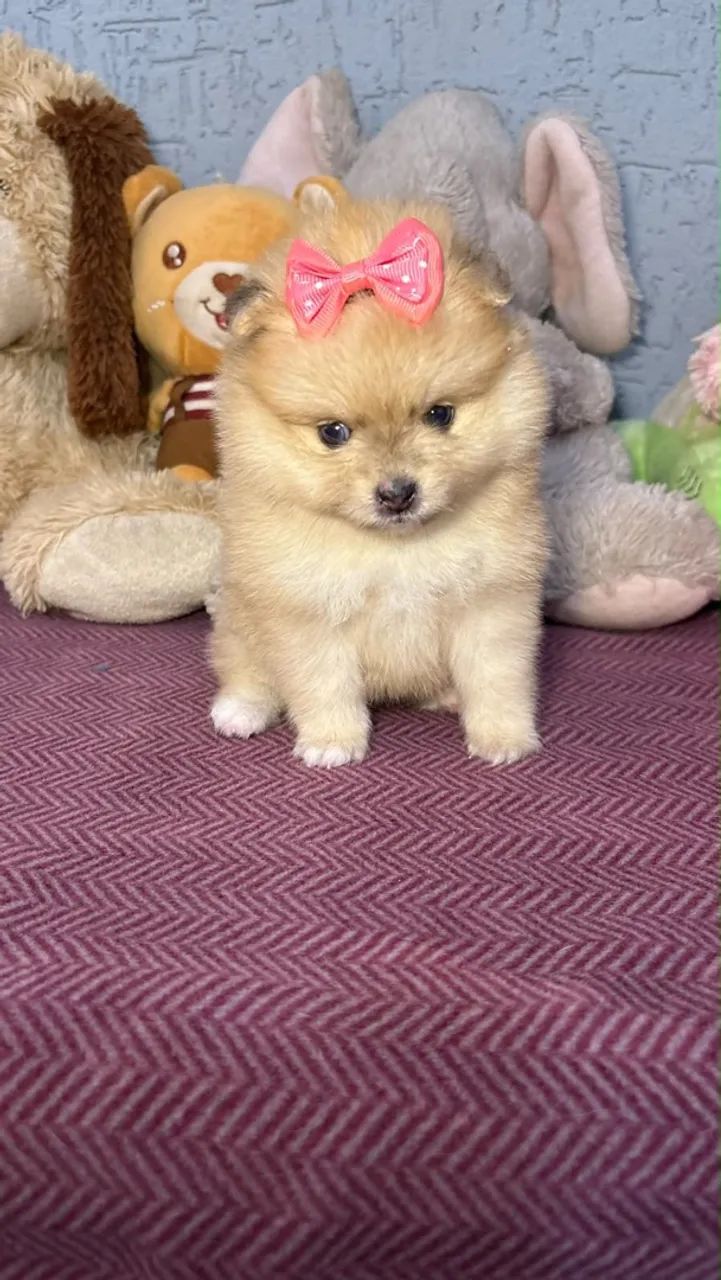 Spitz Alemão 
