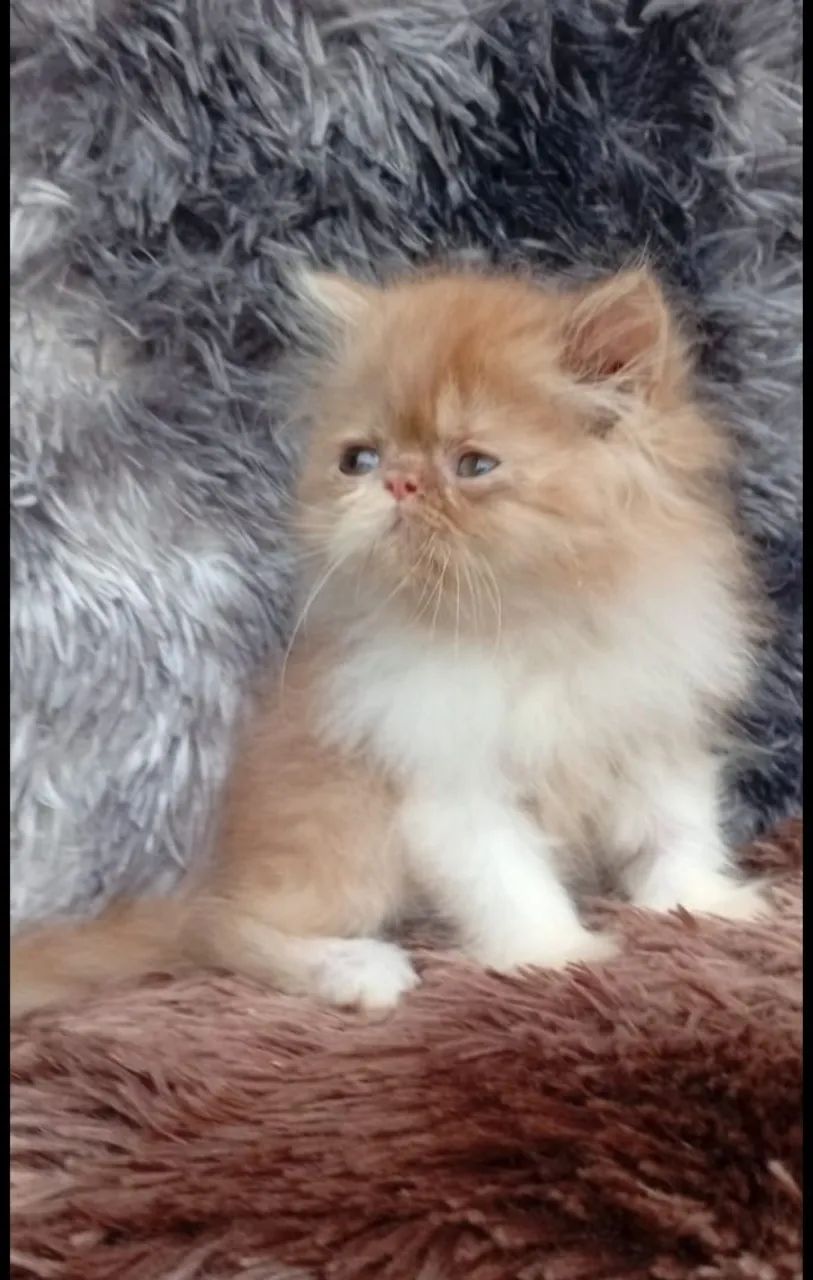 Gato Persa  - Foto 4
