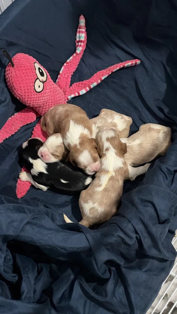 Machinho de Cavalier King  Macho - Foto 4