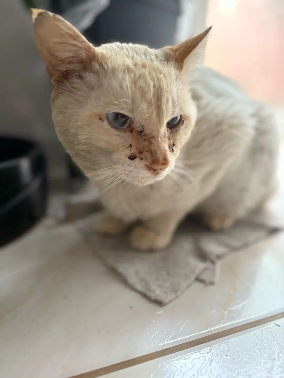 ADOÇÃO DE AMOR - Foto 3
