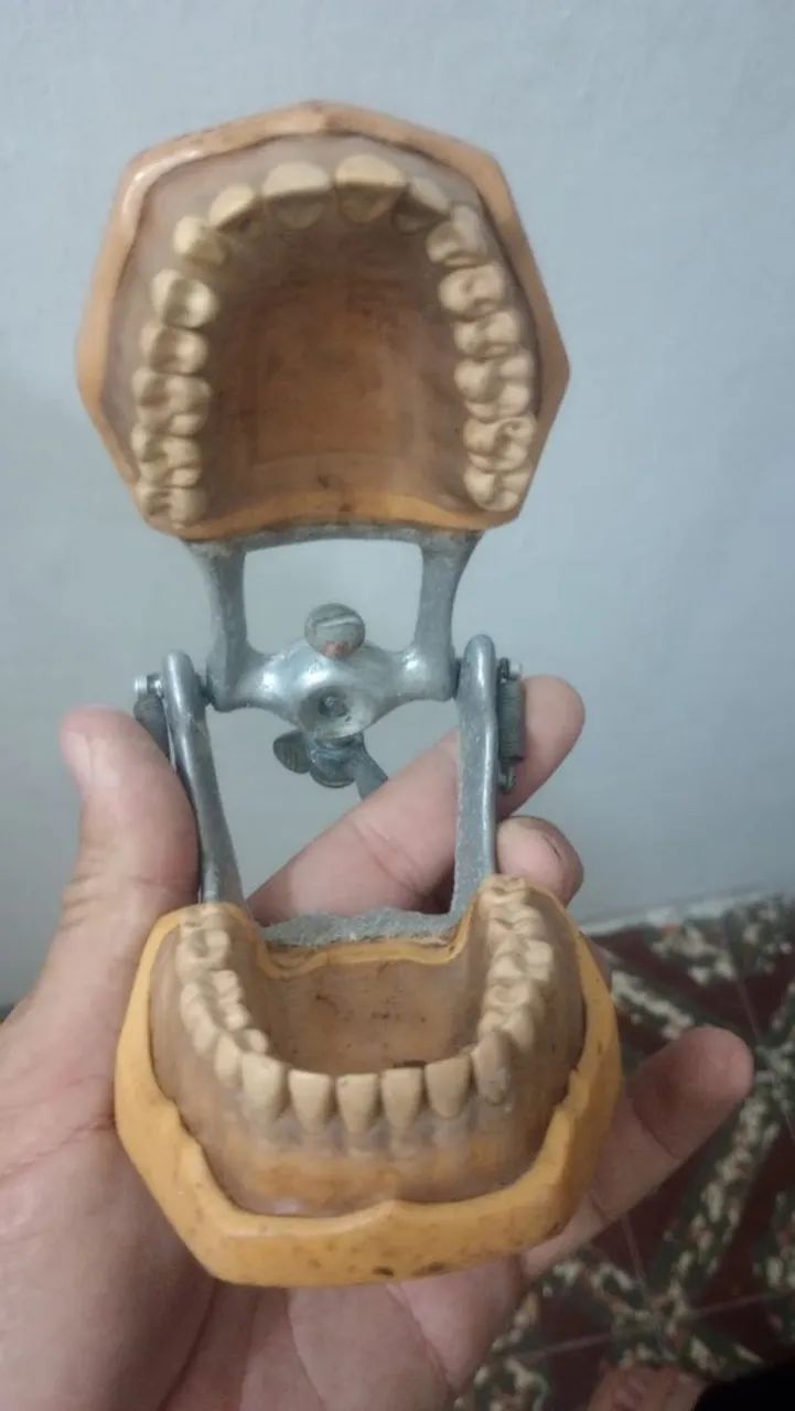 Modelo odontológico  - Foto 3