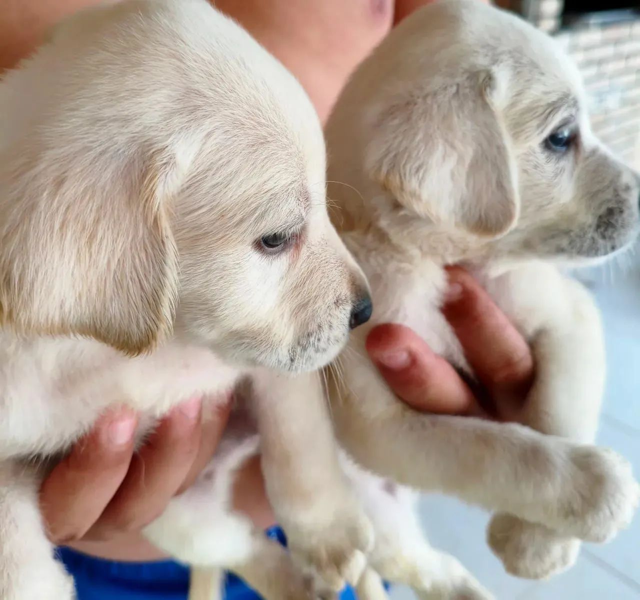 Labrador  - Foto 2