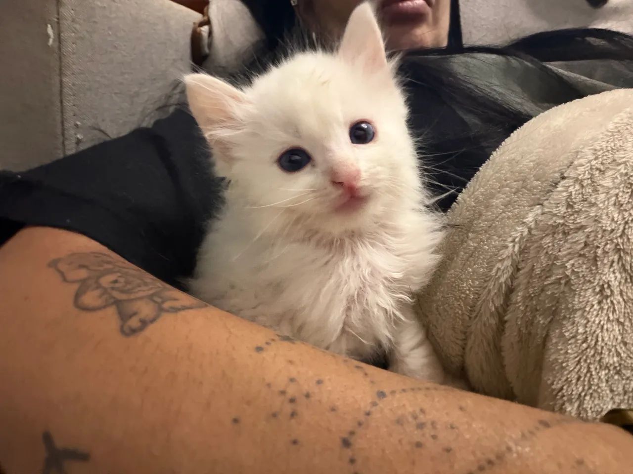 PROCURA-SE GATINHO(A) COM HETEROCROMIA PARA ADOÇÃO  - Foto 2