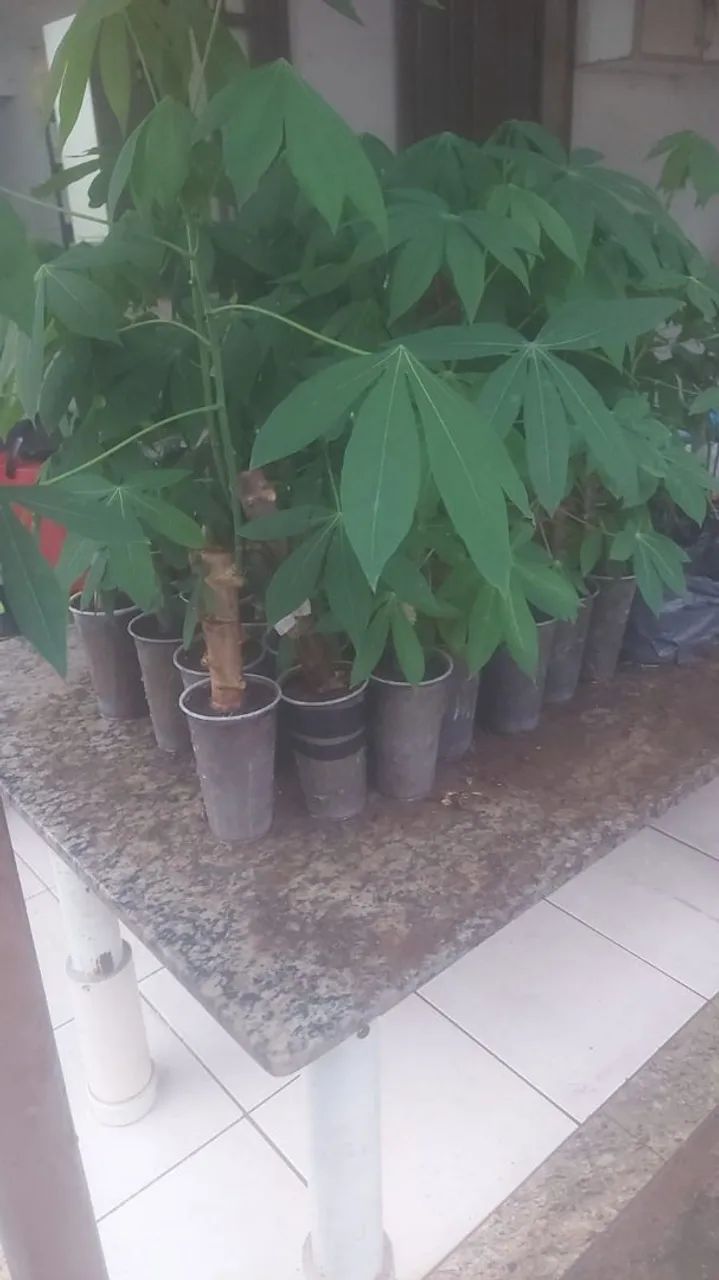 Muda  de ampim  matega  - Foto 3