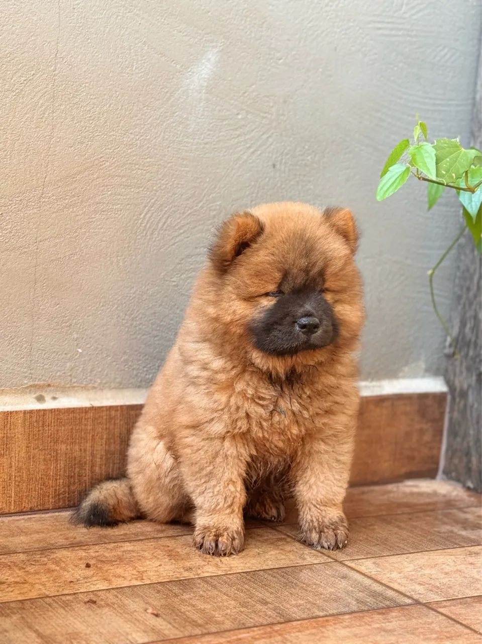 Chochow macho  - Foto 3