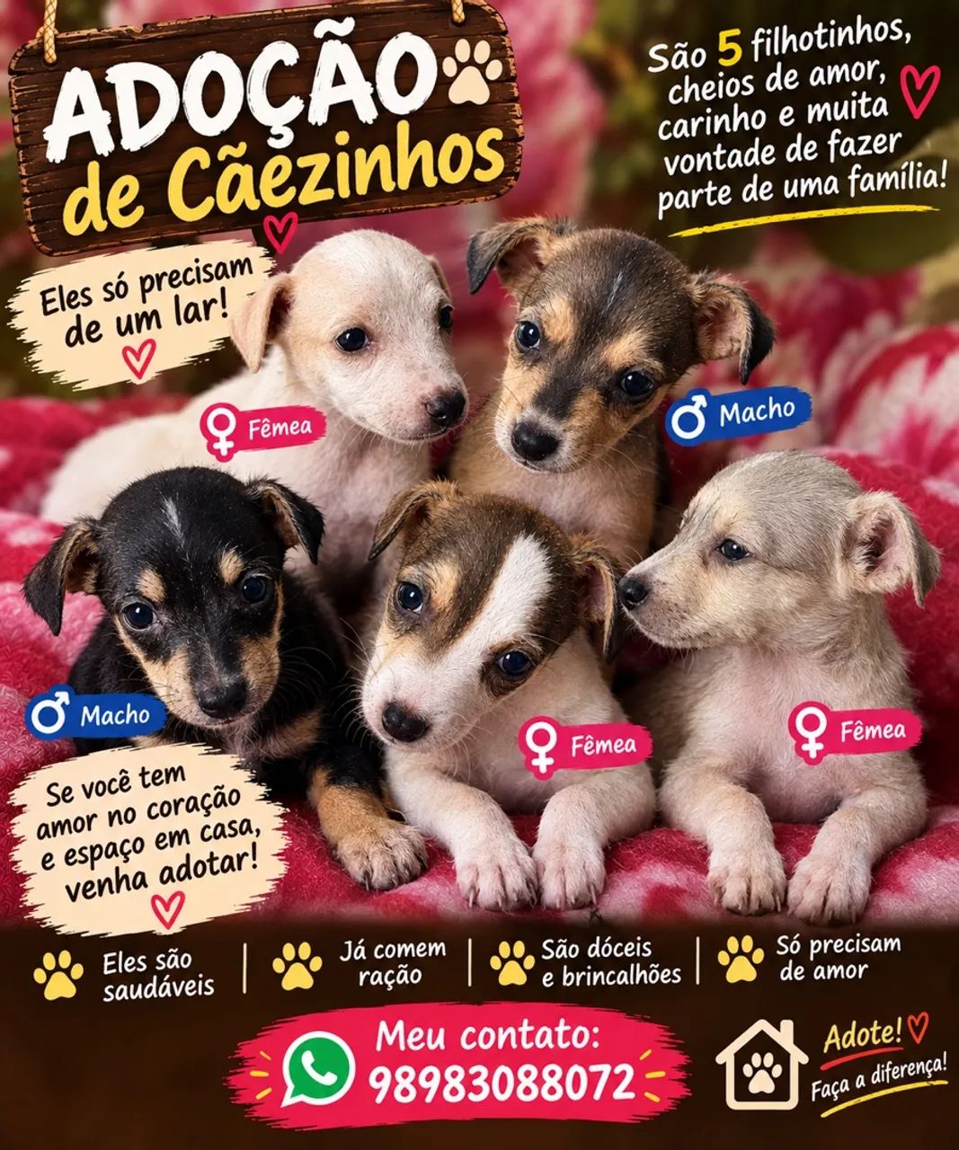 Cachorrinhos