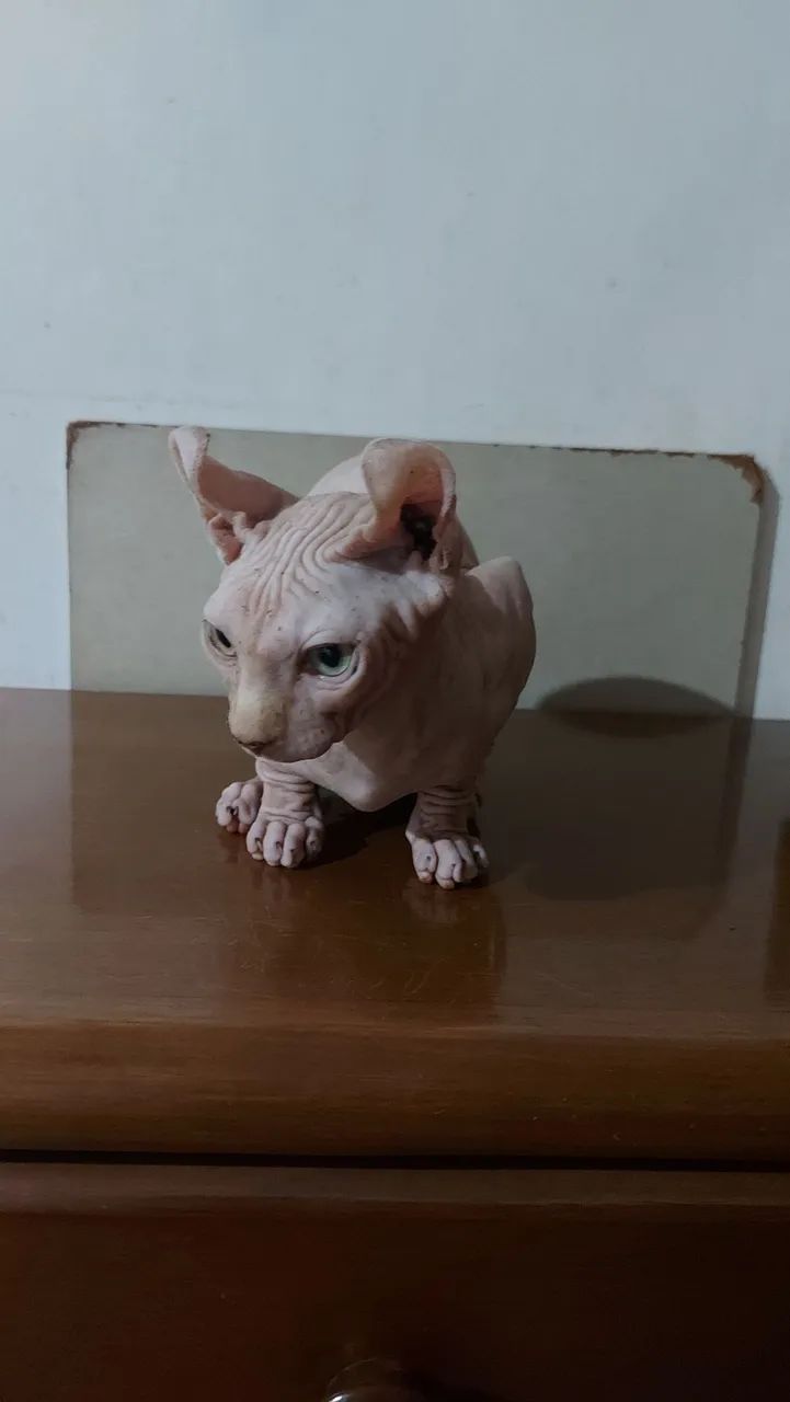 Sphynx Elf Macho  - Foto 3
