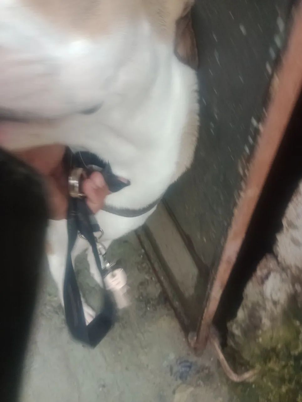 Cachorro de raça  - Foto 2