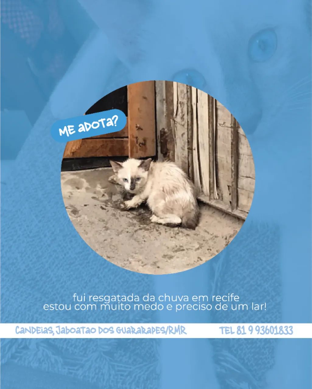 Adoção Responsável Gatinha Branca Fêmea - Foto 5