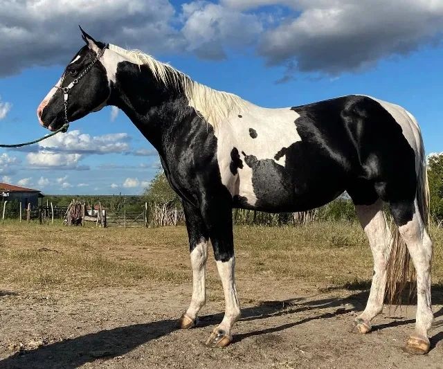 Égua Crioula (lote 2 em 1) - Foto 2