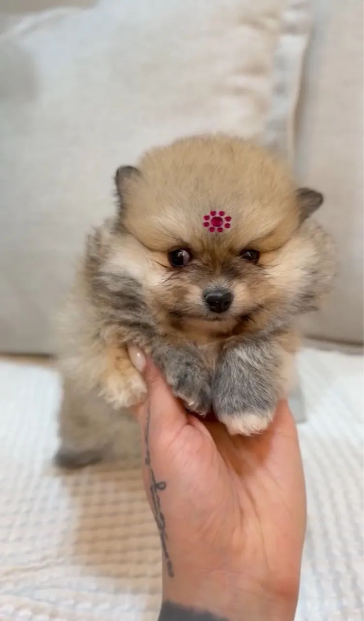 Spitz alemão  - Foto 2