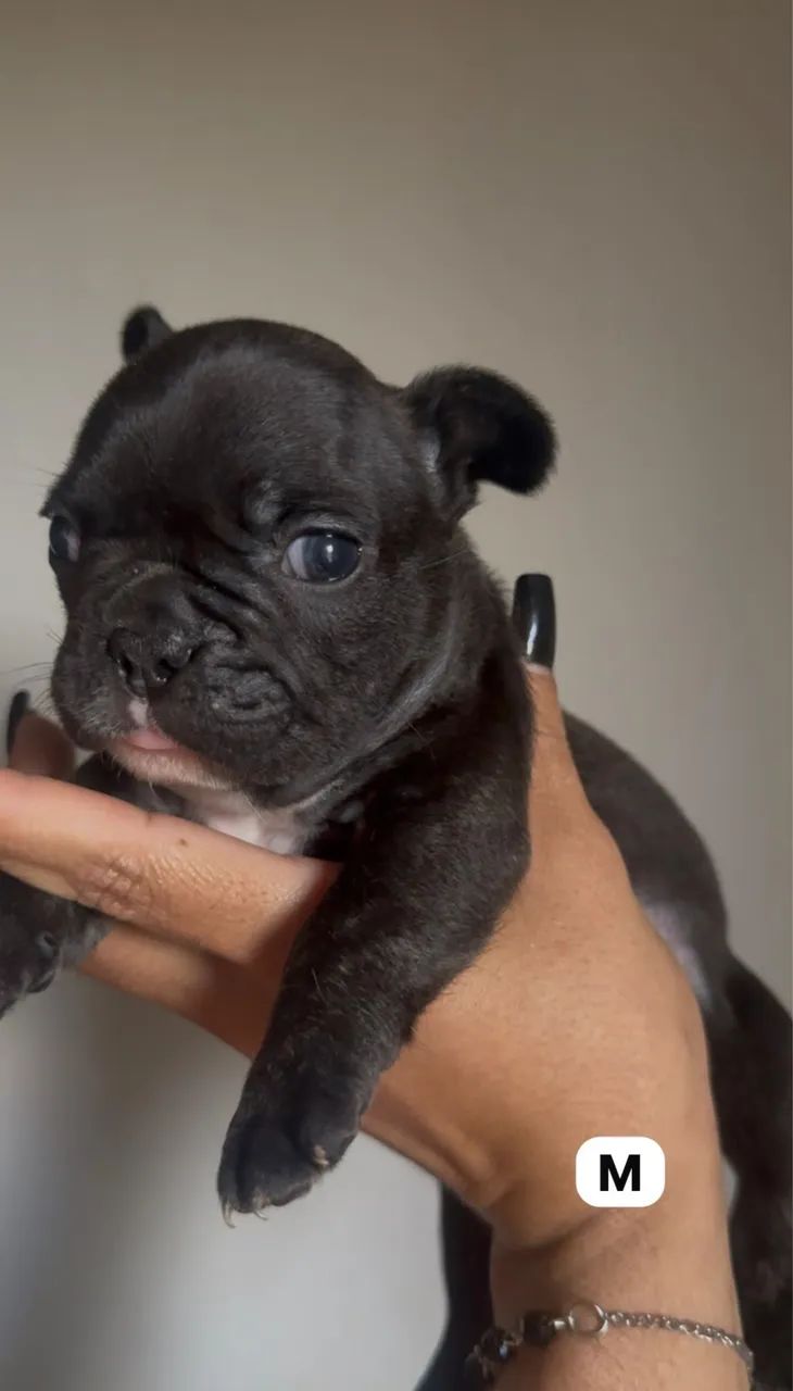 Bulldog tigrado macho 