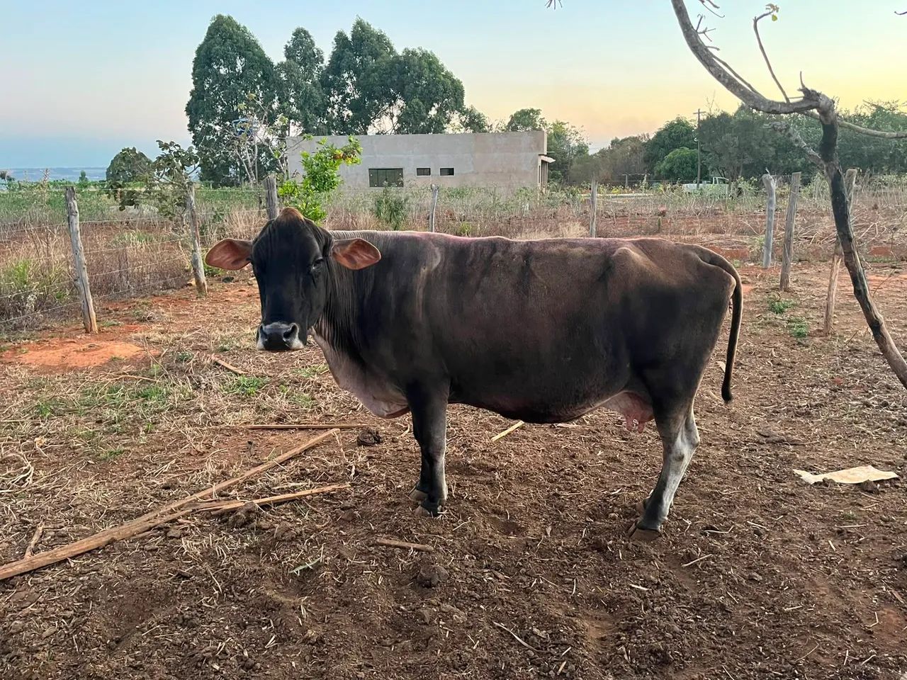 Vacas - Foto 5