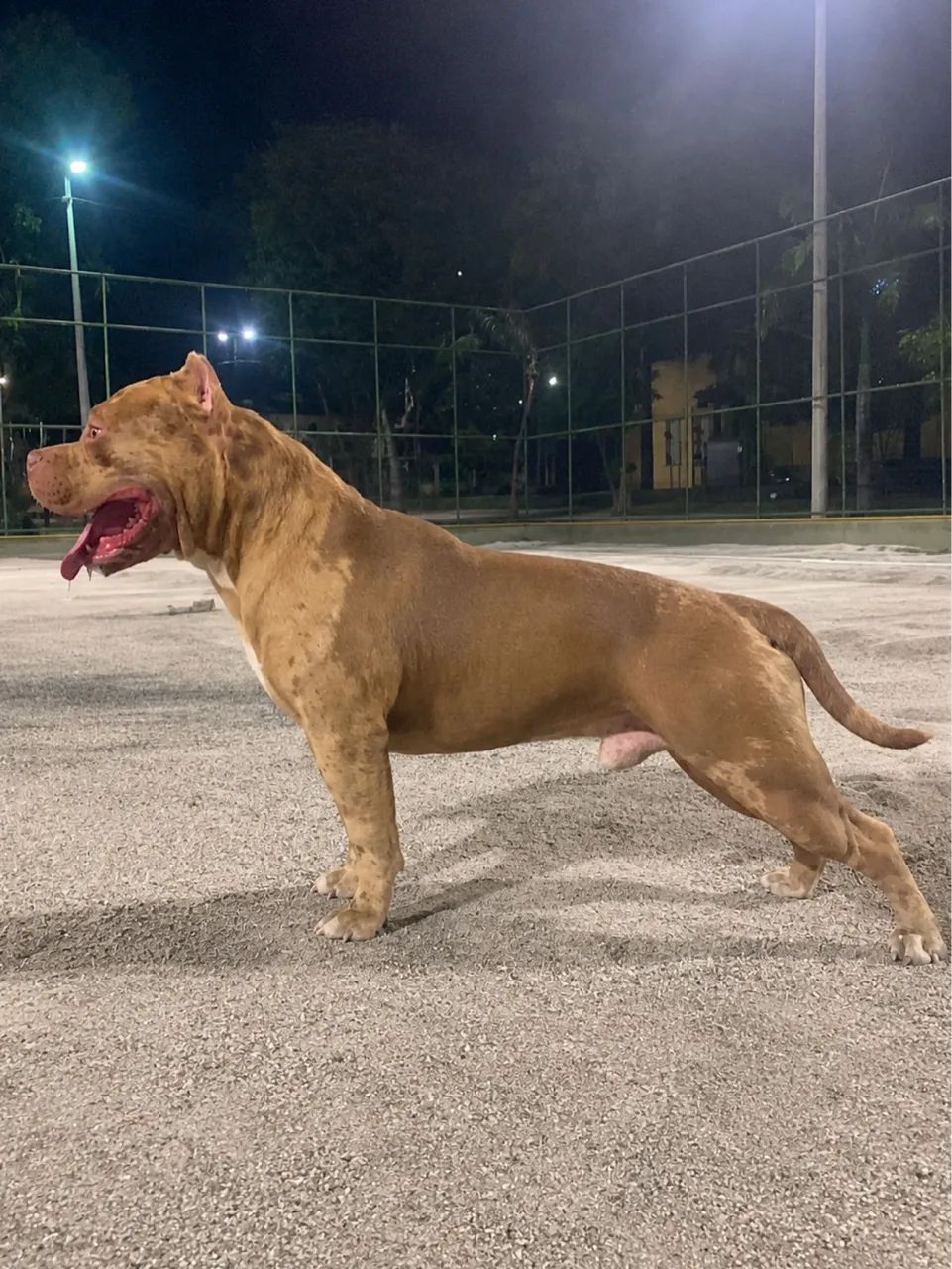 PitMonster com pedigree top 1 - Foto 3