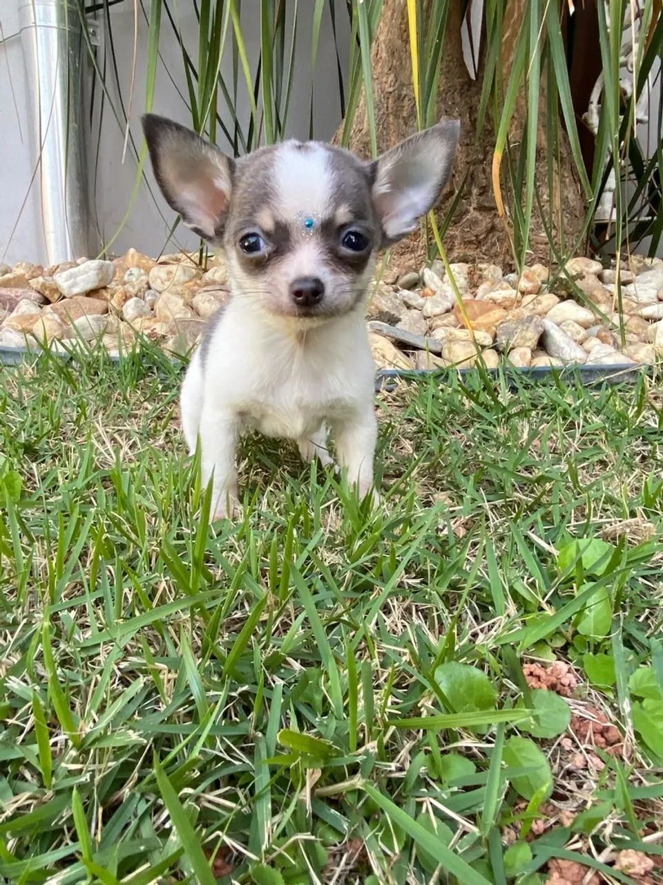 chihuahua 