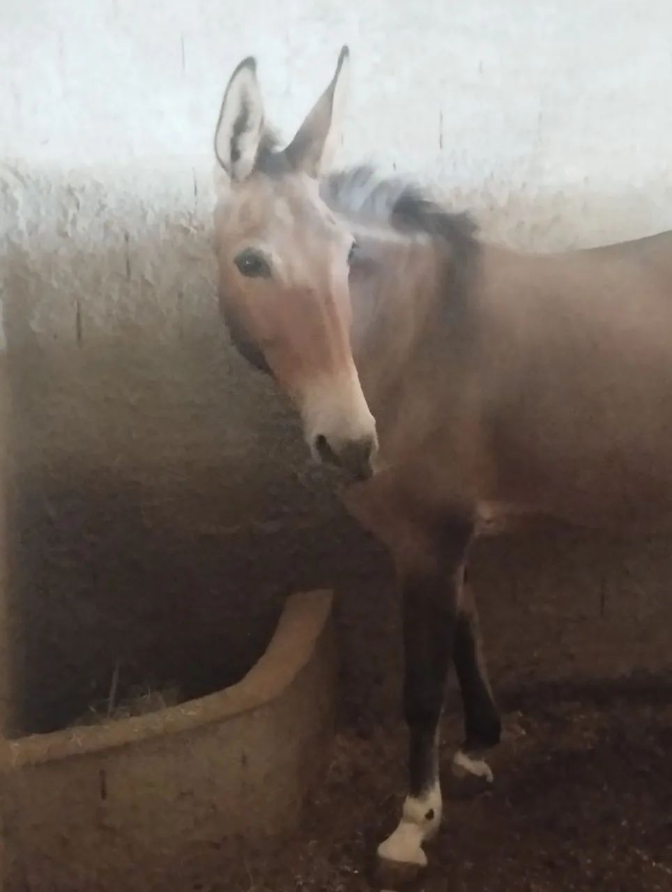 Animal  - Foto 6