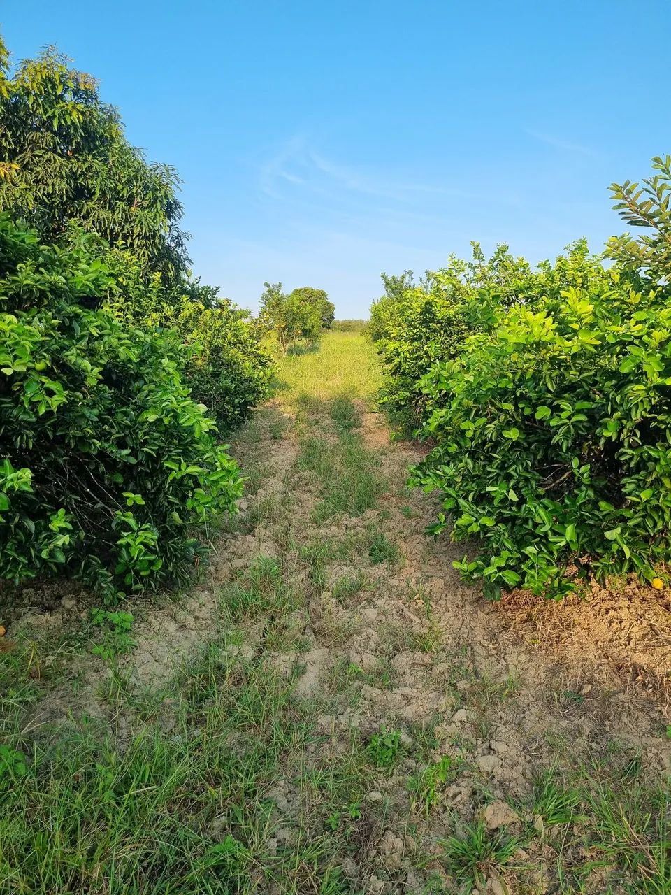 Sítio na estancinha  - Foto 4