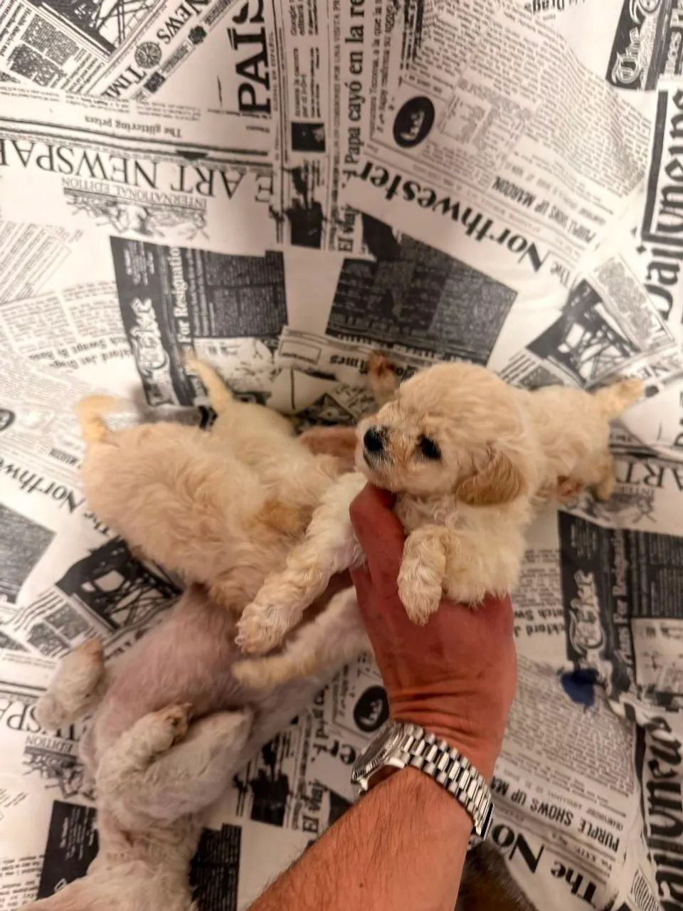 Vendo filhote Poodle toy